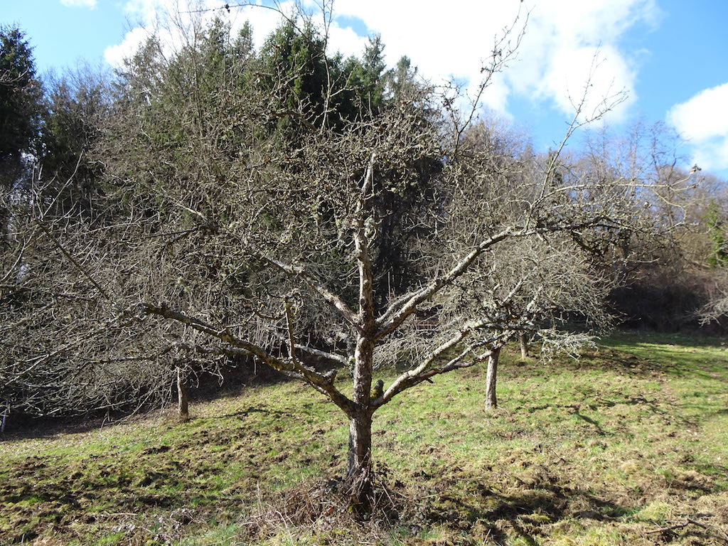 Alter Obstbaum auf Streuobstwiese